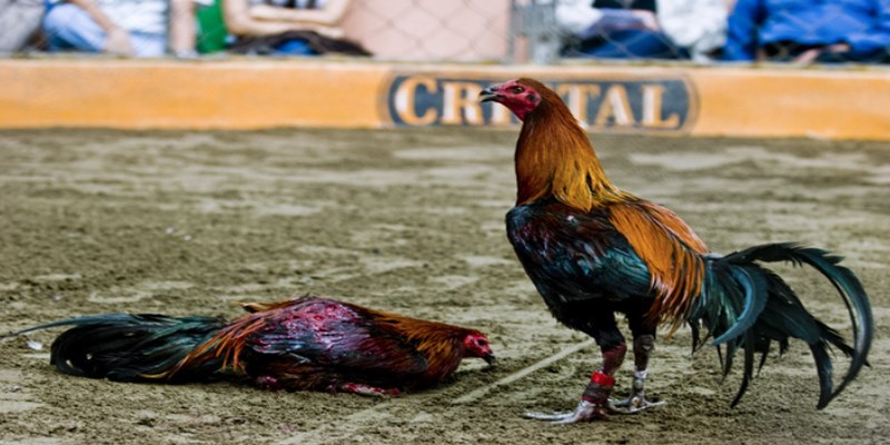 Có thể mất hàng chục hồ đá mới tìm ra kê thủ chiến thắng đá gà đòn